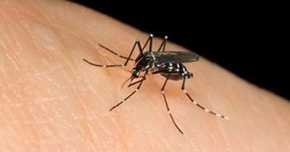 Tham khảo những cách đuổi muỗi nhanh hiệu quả trong thời tiết nồm ẩm sau để đảm bảo sức khoẻ cho cả gia đình. Ảnh: ST