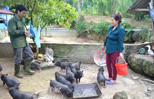 Để có thêm thu nhập gia đình chị Thơm kết hợp nuôi thêm các loại gà, lợn đen trong khi chờ các lứa cá thành phẩm.