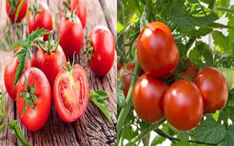 Cà chua: Cà chua có thể giúp bạn giảm cân bằng cách loại bỏ hàm lượng chất béo không mong muốn trong cơ thể. Nó có thể đảo ngược khả năng kháng leptin, một loại protein giúp điều chỉnh tốc độ trao đổi chất và cảm giác thèm ăn. Nhờ vậy giúp giảm cân hiệu quả.