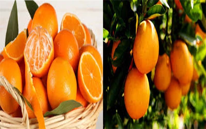 Quả cam: Cam không có chất béo điều này giúp nó trở thành loại trái cây rất tốt cho việc giảm cân. Trong 100g cam chỉ chứa 47 calo, ngoài ra lượng vitamin C cao đóng vai trò quan trọng trong việc hỗ trợ giảm cân.
