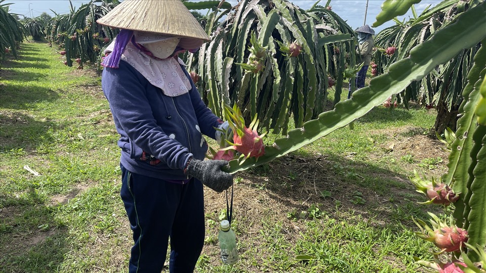 Người trồng thanh long tại Bình Thuận. Ảnh: DT