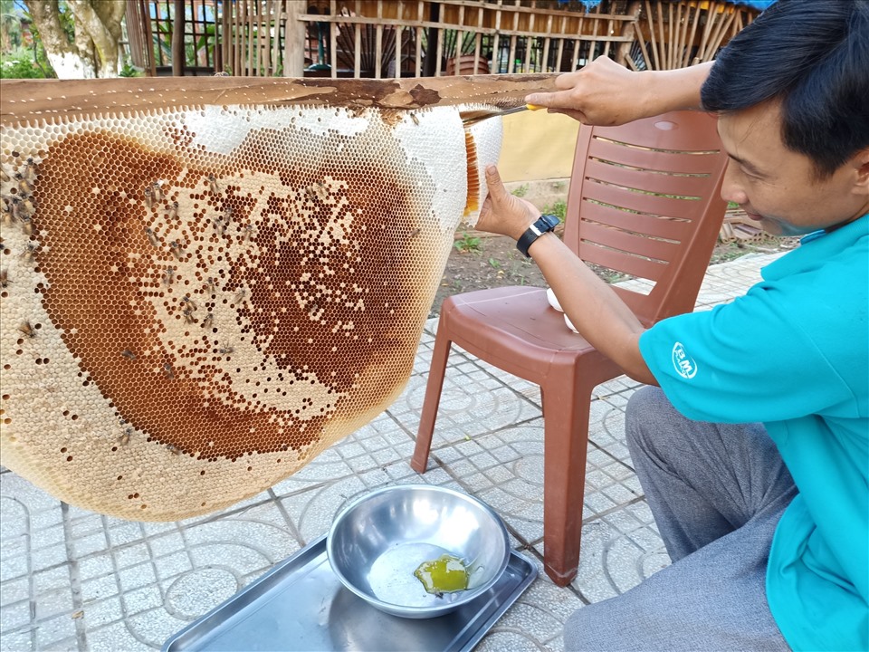 Chương trình sẽ chính thức trình làng tổ ong mật lớn nhất Việt Nam. Ảnh: Nhật Hồ