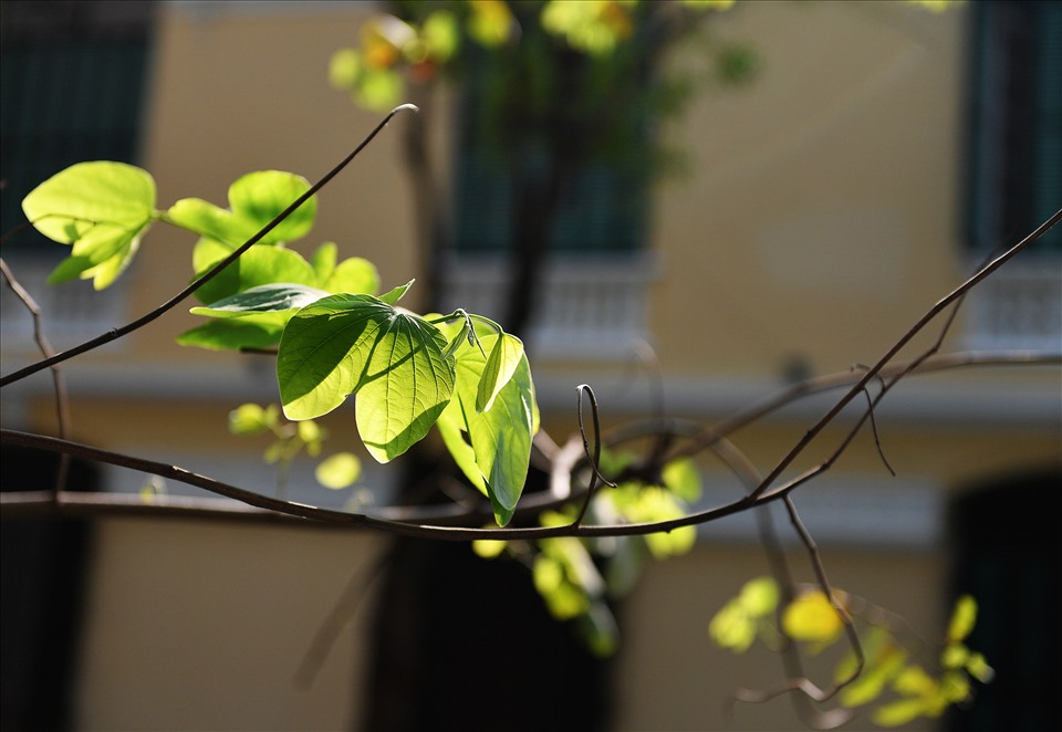 Trong nắng chiều.