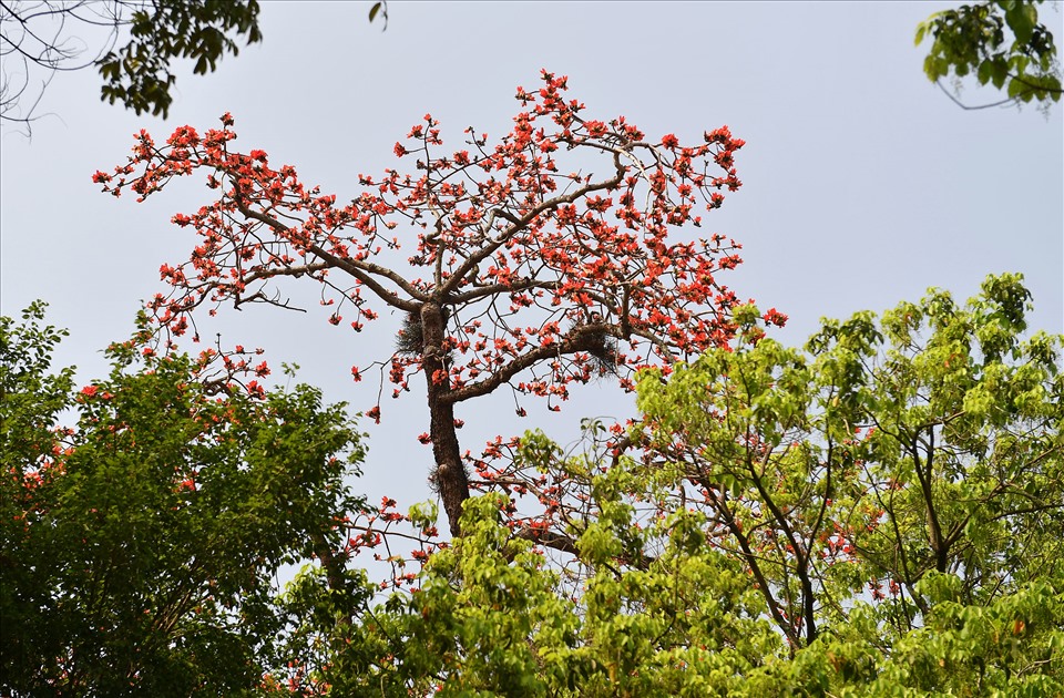 Sắc hoa.