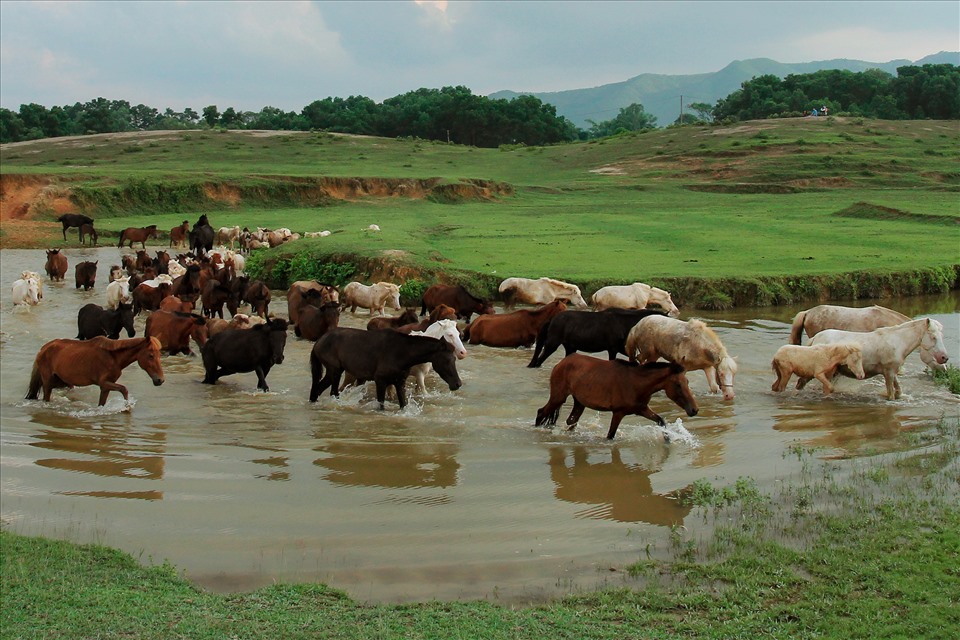 Những chú ngựa dũng mãnh.