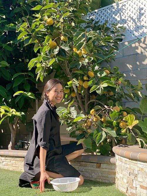 Hai tháng trước, Dương Mỹ Linh về Việt Nam ăn Tết. Lúc trở lại Mỹ, cô bất ngờ vì những bông protea nở to, 'nhuộm' vàng cả một góc sân. Người đẹp thích thú, cắt những cành tươi nhất mang vào nhà cắm.