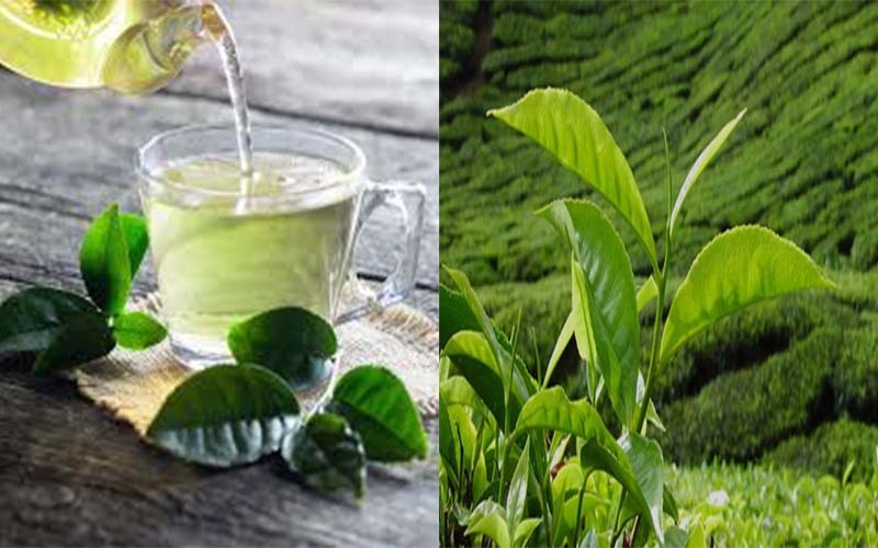 Trà xanh: Catechin và flavanols là hai loại flavonoid được tìm thấy trong trà xanh. Hai hợp chất này có đặc tính chống oxy hóa mạnh, làm giảm sự hình thành các sợi B-amyloid, một hợp chất đặc biệt có liên quan đến việc gây ra bệnh tăng nhãn áp.