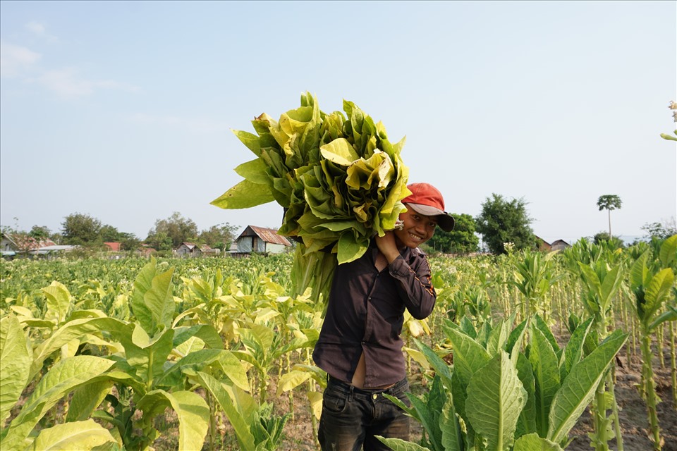 Thanh niên làng Chư Gu thu hoạch thuốc lá. Ảnh T.T