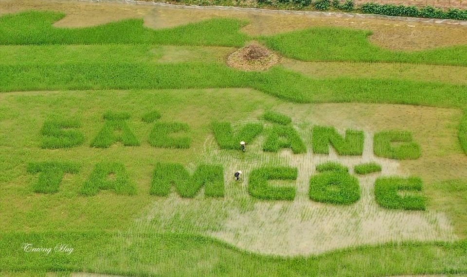 Xanh rì những cánh đồng Ninh Bình (ảnh Võ Trung)