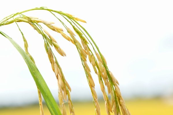 Cánh đồng lớn nâng cao chất lượng lúa gạo. Ảnh: Mỹ Linh