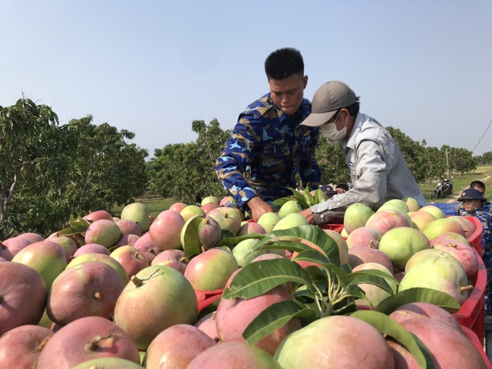 Giá xoài giảm khiến nông dân trồng xoài đứng trước nguy cơ thua lỗ, nợ ngân hàng.