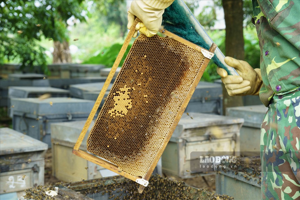 Thợ lấy mật dùng cây chổi vải mềm loại bỏ những con ong đậu trên bề mặt sáp và bỏ bụi, sương đọng. Trung bình, một mùa hoa nhãn chỉ cho khai thác mật trong 25-30 ngày, gia đình chị Mai thu hoạch khoảng 5-6 tấn mật.
