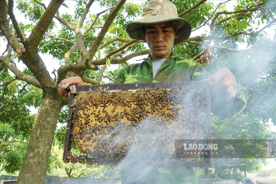 Anh Hiệp (38 tuổi, Lục Ngạn, Bắc Giang) là một trong số 7 nhân công được chủ đàn ong thuê xuống Hưng Yên lấy mật. Anh cho biết, đây là công việc thời vụ diễn ra trong khoảng 2 tháng. Sau khi thu hoạch mật vải ở quê, anh xuống Hưng Yên thu hoạch mật nhãn. Anh được trả tiền công khoảng 300-350 nghìn mỗi ngày.