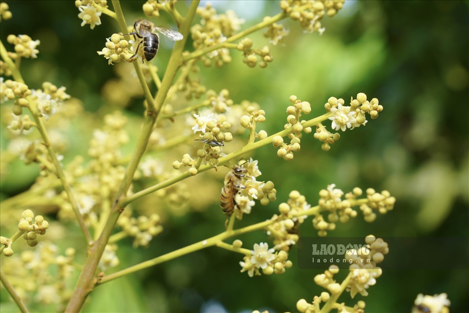Những con ong nội (ong bản địa) tìm mật hoa nhãn trong ngày thời tiết mưa, ẩm. Hiện nay, người nuôi ong ở Hưng Yên chủ yếu nuôi hai giống là ong nội và ong Ý. Giống ong Ý to, khỏe, nhưng mật màu đục; ong nội mật thơm và trong.