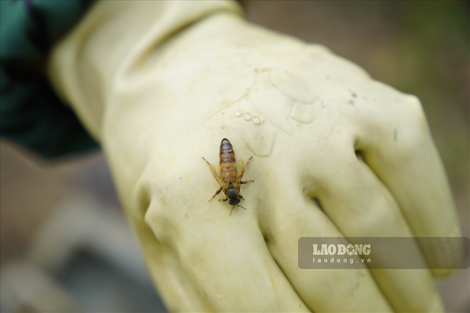 Con ong chúa được người nuôi kiểm tra trước khi gỡ thùng thu mật.