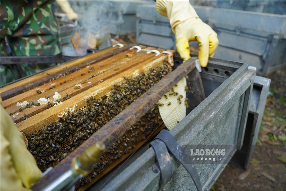Mỗi cầu ong lần lượt được kiểm tra lượng mật trên bề mặt sáp. Hoa nhãn ít phấn hoa nên thường được cho ăn thêm bột đậu tương trộn phấn hoa hoặc đường để nuôi ong thợ, ấu trùng.
