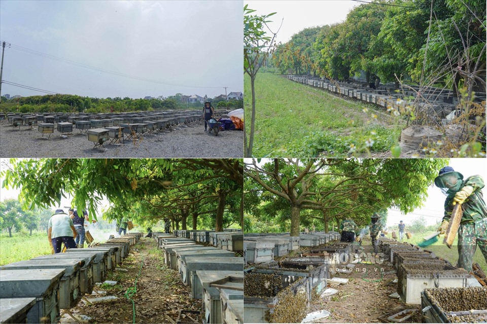 Tỉnh Hưng Yên hiện có hơn 3.000 ha trồng nhãn, với hơn 10.000 đàn ong lấy mật, chủ yếu ở TP.Hưng Yên, các huyện Khoái Châu, Kim Động, Tiên Lữ...