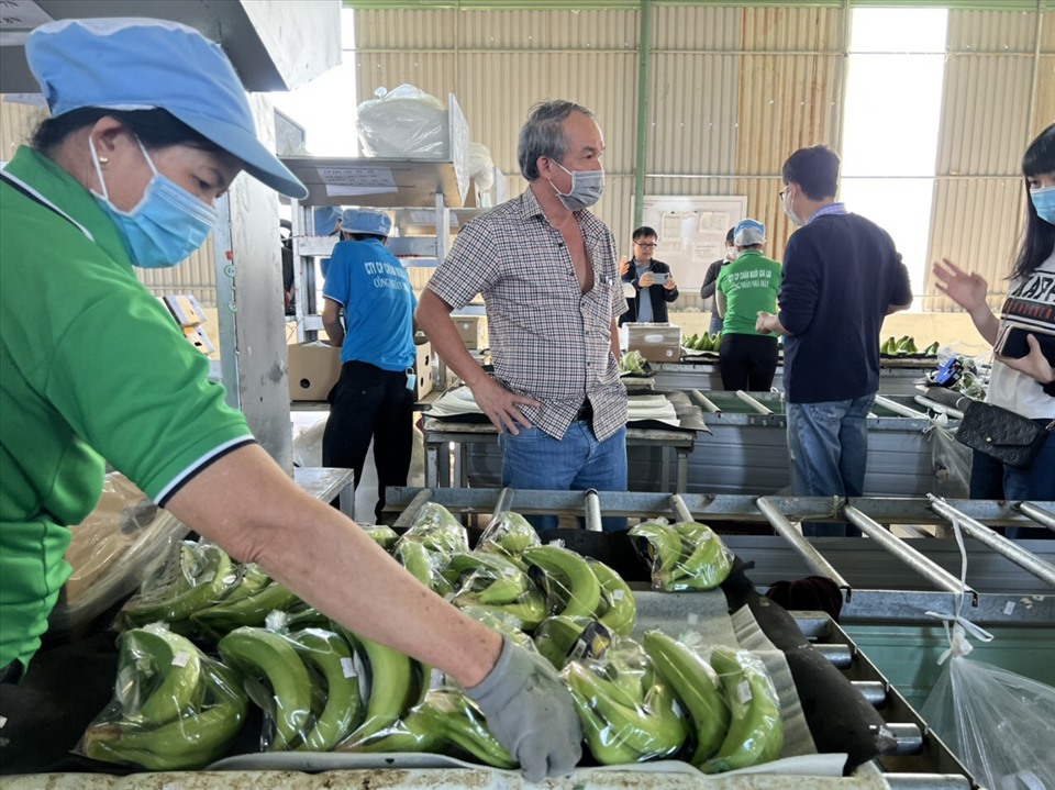 Bầu Đức trồng chuối nuôi heo sạch ở Gia Lai bước đầu thu được lợi nhuận. Ảnh T.T