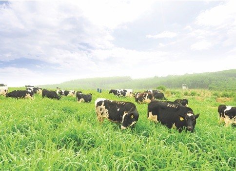 Thương hiệu sữa TH true MILK đạt tiêu chuẩn quốc tế, thúc đẩy nền nông nghiệp xanh tại Việt Nam.