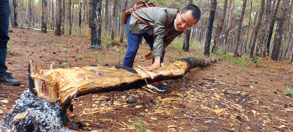 Rừng thông bị bức hại trên diện tích lớn với 319 cây. Ảnh T.T