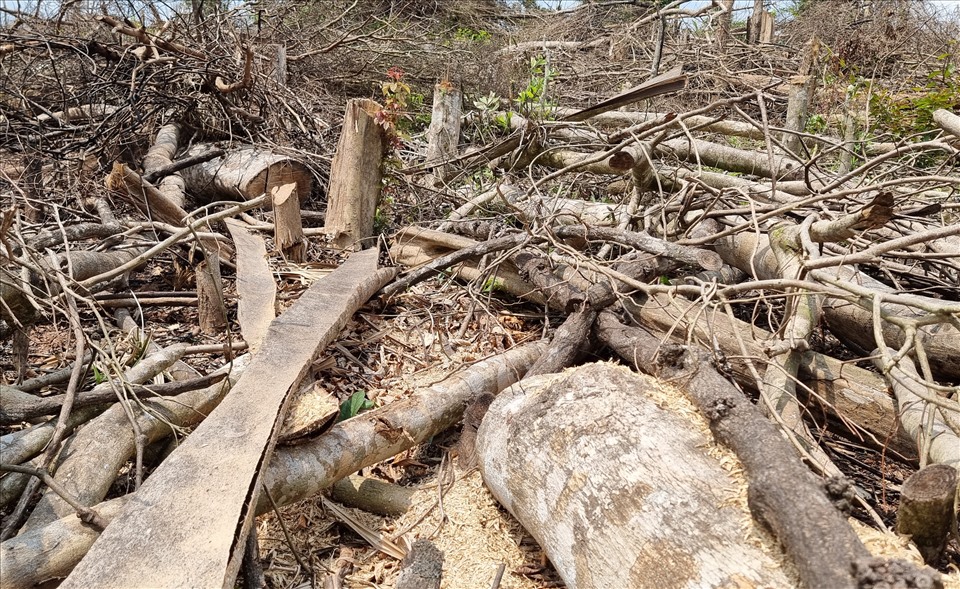Sau khi bị đốn hạ, gỗ bị cưa xẻ ngay tại rừng. Sau đó được vận chuyển ra khỏi hiện trường. Ảnh: Hưng Thơ.