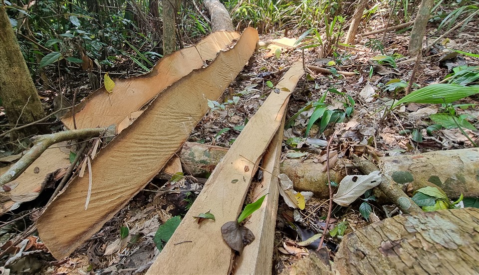 Phần còn sót lại của một cây gỗ ở bìa rừng. Ảnh: Hưng Thơ.