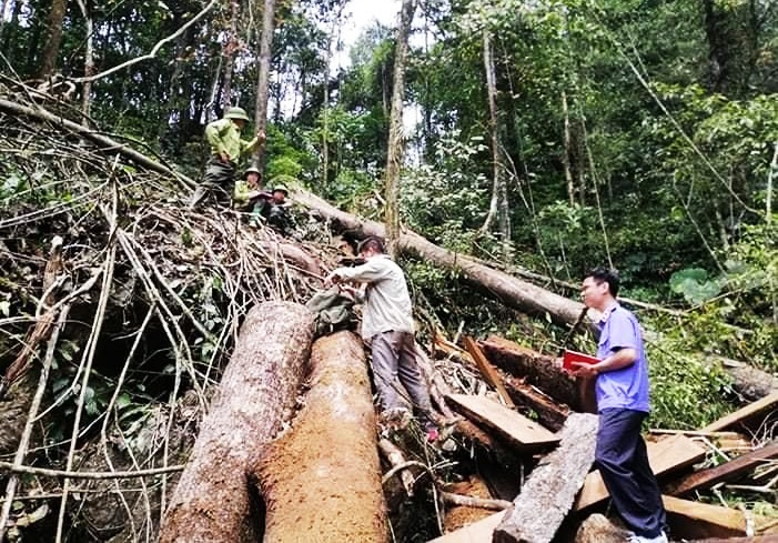 Nhiều khúc gỗ đã được cắt xẻ chờ vận chuyển ra khỏi rừng.