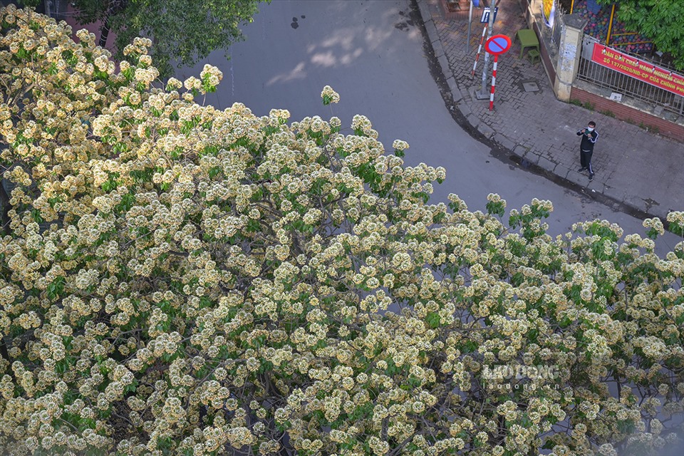 Cây hoa Bún thường mọc ở những vùng đất ẩm ven sông, gắn liền với các đền đài, chùa miếu. Cây thường ra hoa vào khoảng tháng 4 - 6 trong những đợt rét nàng bân. Từ lâu cây hoa Bún tại phố Đình Thôn đã trở thành biểu tượng của nơi này.
