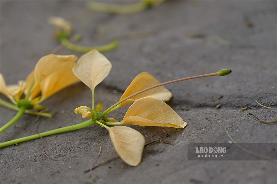 Hoa Bún mọc thành từng chùm phía đầu cành, màu hoa vàng, trắng xen lẫn sắc xanh của lá. Mỗi hoa mang từ 13 - 18 nhị dài đến cả chục cm, tua nhị đỏ hay tím.