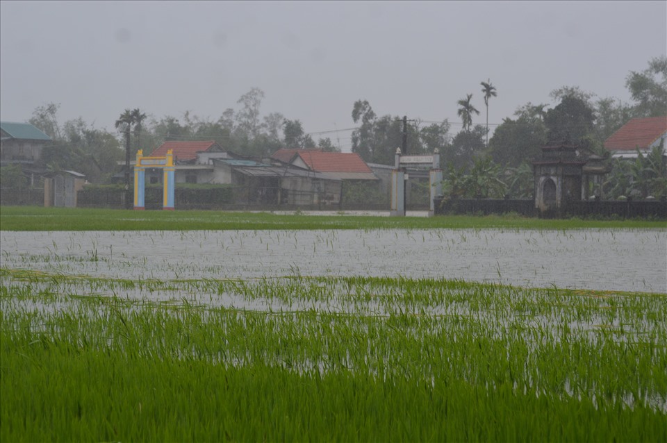 Hàng ngàn hecta lúa Đông - Xuân ở Thừa Thiên Huế có nguy cơ mất trắng. Ảnh: PĐ.