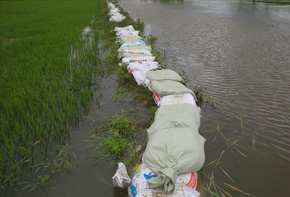 Để cứu những diện tích lúa còn lại, chính quyền đã huy động người dân đắp đê, ngăn nước tràn vào những cánh đồng chưa bị ảnh hưởng.