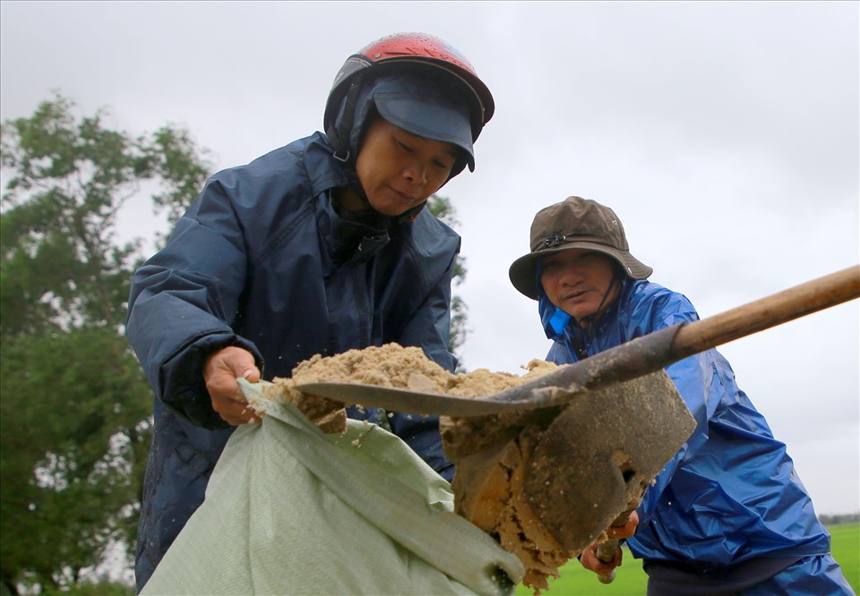 Bà Nguyễn Thị Chỉ (52 tuổi, trú tại thôn Kim Long, xã Hải Quế) cũng ra đồng hỗ trợ cứu lúa cho các thành viên trong hợp tác xã.