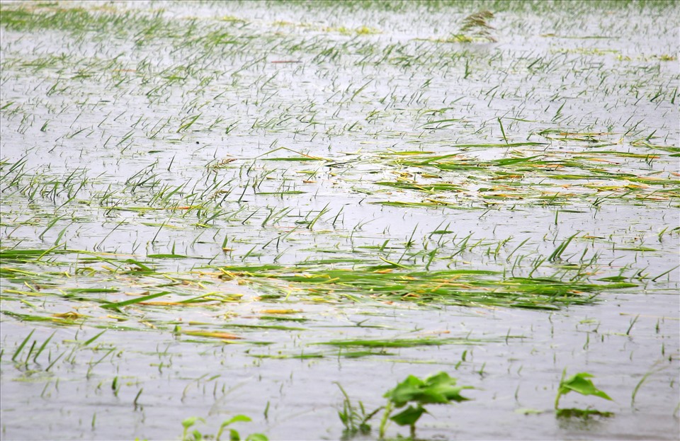 Thông tin chưa đầy đủ, đến 7h sáng 2.4, toàn tỉnh Quảng Trị có hơn 5.718ha lúa và 1.569ha hoa màu các loại bị mưa lớn gây ảnh hưởng. Trong đó, chỉ riêng lúa, ở huyện Hải Lăng có 5.216ha bị ảnh hưởng nặng nề.