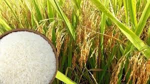 Sau khi được điều chỉnh tăng 3 lần liên tiếp, giá gạo xuất khẩu của Việt Nam vẫn ổn định trong khi giá gạo Thái Lan giảm. Ảnh: TL