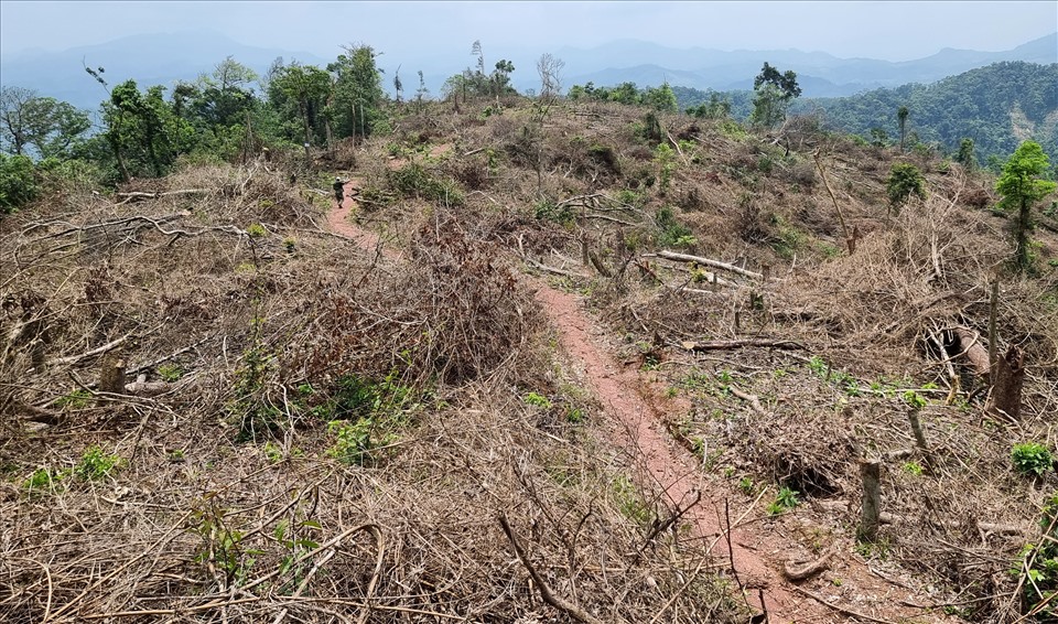 Ông Hồ Đại Lợi, Phó Chủ tịch UBND huyện Đakrông cho biết, hiện địa phương đã lập 1 chốt bảo vệ trên đường dẫn vào hiện trường. Vào ngày mai (21.4), UBND huyện Đakrông sẽ lập đoàn đi kiểm tra để đánh giá cụ thể về mức độ phá rừng.