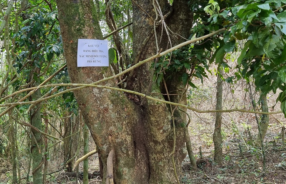 Một khu vực rừng tự nhiên chưa bị đốn hạ, lực lượng kiểm lâm đã đóng bảng cảnh báo “Khu vực đang điều tra, xác minh đối tượng phá rừng“. Ghi nhận cho thấy, ở khu vực này đã bị phát luỗng, dây leo.