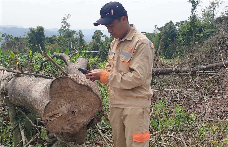 Phóng viên Báo Lao Động định vị các điểm có cây rừng bị chặt hạ.
