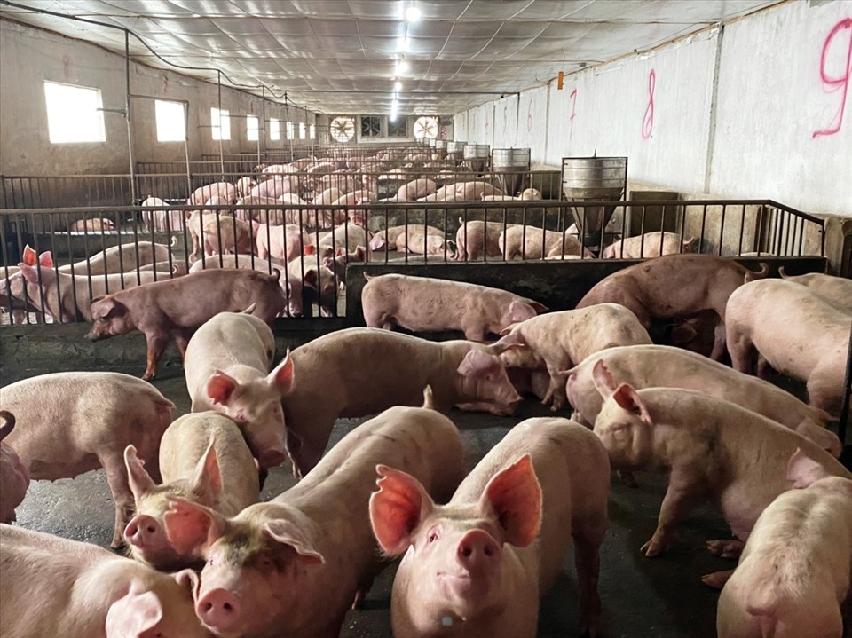 Anh Hà Văn Tuấn đã giảm quy mô đàn lợn còn 1/3 vì “càng nuôi càng lỗ“. Ảnh: Vũ Long