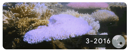 Rạn san hô Great Barrier bị tẩy trắng dần trên đảo Lizard, Australia. Hình ảnh được chụp mỗi tháng từ tháng 3 đến tháng 5 năm 2016.