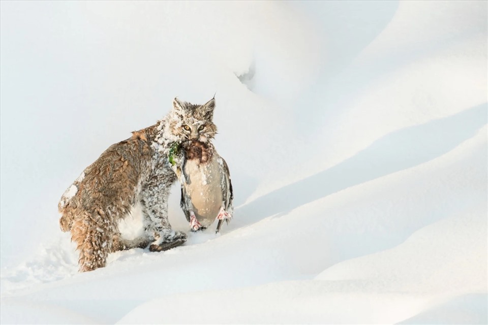 Nhiếp ảnh gia người Mỹ Vicki Santello đã giành giải Vàng cho bức ảnh “Cuộc đi săn thành công“, với hình ảnh một con linh miêu ở Công viên Quốc gia Yellowstone cùng phần thưởng đi săn của mình là một con vịt.