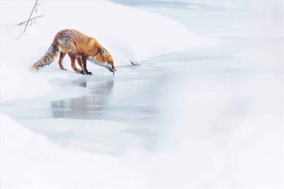 Hình ảnh một con cáo lông đỏ nổi bật giữa trời tuyết đang uống nước bên cạnh dòng sông bị đóng băng của Lukasz Sokol đến từ Phần Lan là tác phẩm được đánh giá cao và có tiềm năng đạt giải.