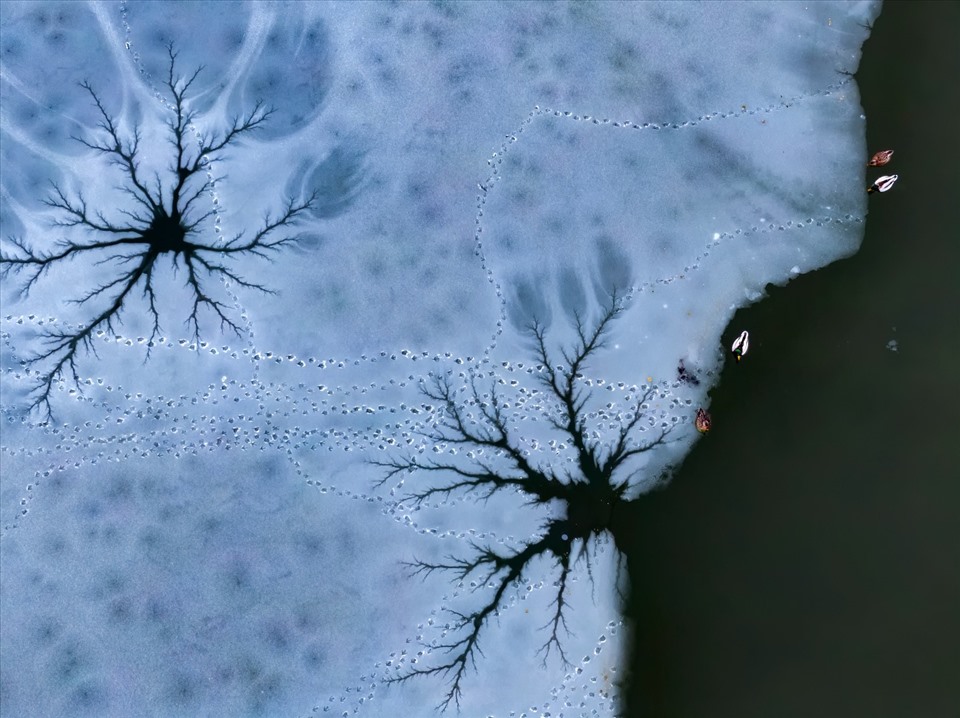 Csaba Daróczi đến từ Hungary đặc biệt gây ấn tượng với tác phẩm được chụp từ trên cao. Hình ảnh những chú vịt trời đang bơi lội trong khu vực không bị đóng băng trên dòng sông băng.