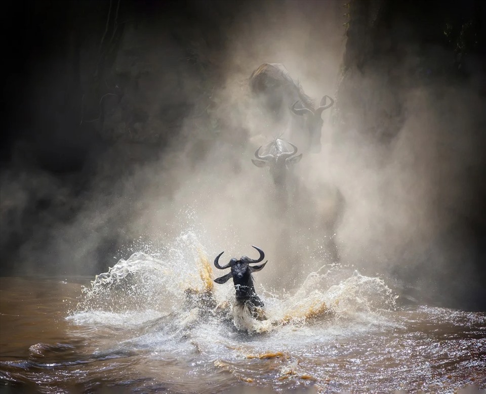 Nhà nhiếp ảnh Vicki Jauron là người đã giành được Giải Bạc với hình ảnh Linh dương đầu bò đi vào sông Mara trong khí quyển vô cùng ấn tượng.