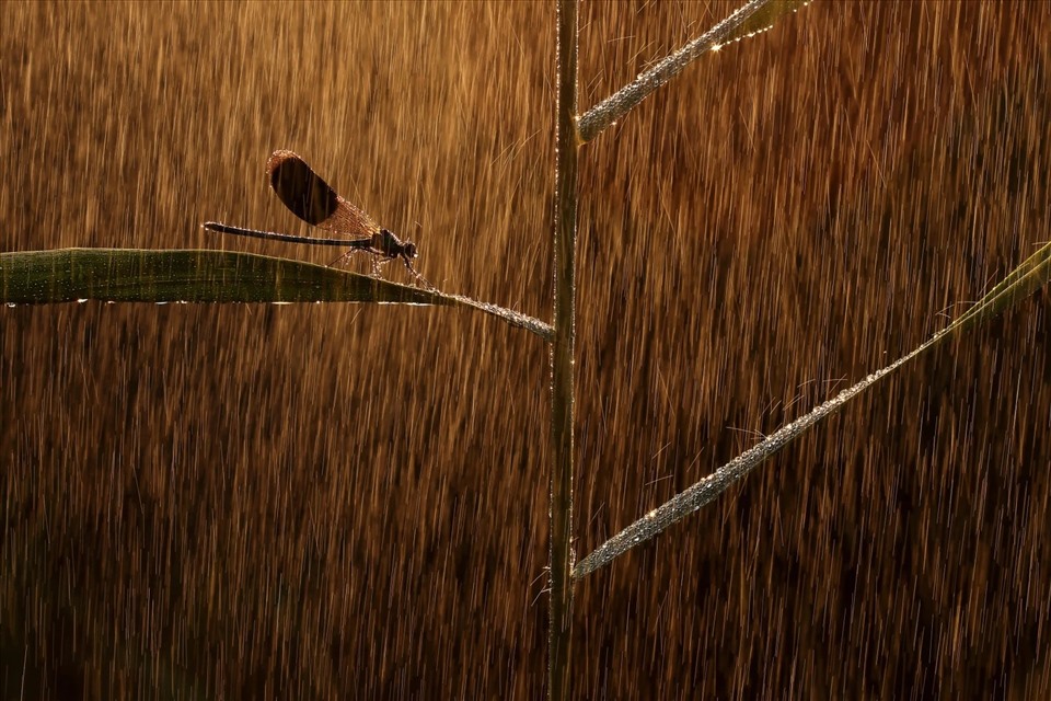 Nhiếp ảnh gia Norbert Kaszás đến từ Hungary là người được trao giải Đồng với hình ảnh con chuồn chuồn dầm mình trong mưa mang tên ‘Golden Rain’.