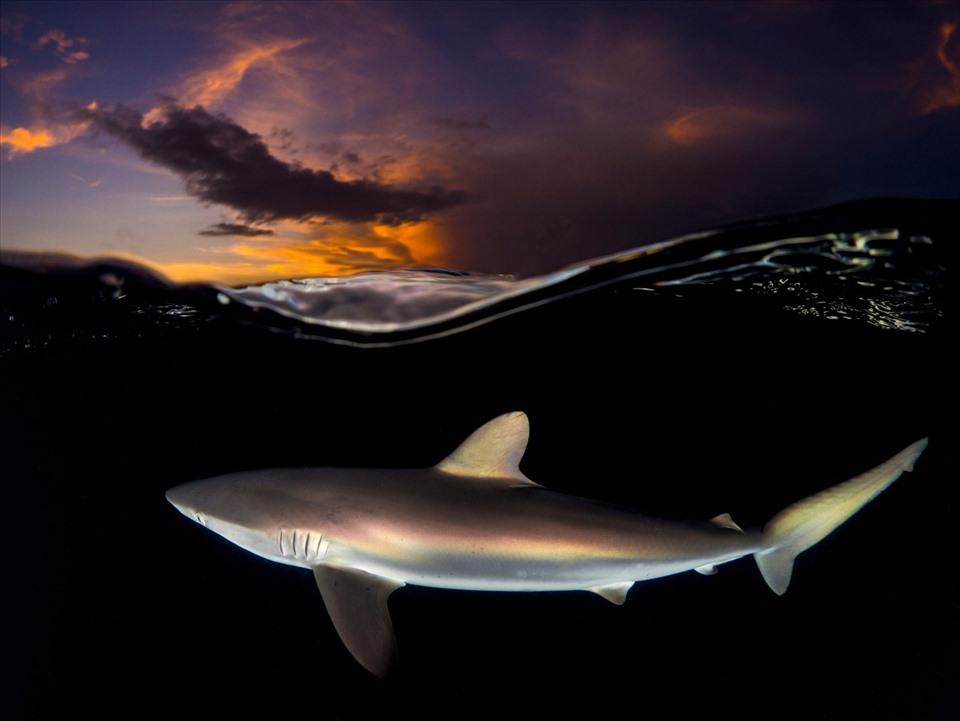 Sean Chinn đến từ nước Anh cũng sở hữu tác phẩm được đánh giá cao với tựa đề “Hoàng hôn mượt mà” cùng hình ảnh một con cá mập đang bơi dưới biển Jardines de la Reina, Cuba, khi mặt trời đang lặn dần.