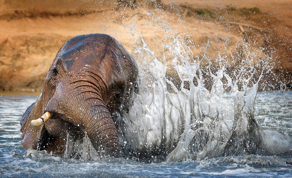 Tác phẩm chú voi con đang nghịch nước khi được tái hòa nhập với tự nhiên tại địa điểm David Sheldricks Ithumba ở Tsavo East của nhiếp ảnh gia Vicki Jauron đến từ Hoa Kỳ cũng được đánh giá cao tại cuộc thi.