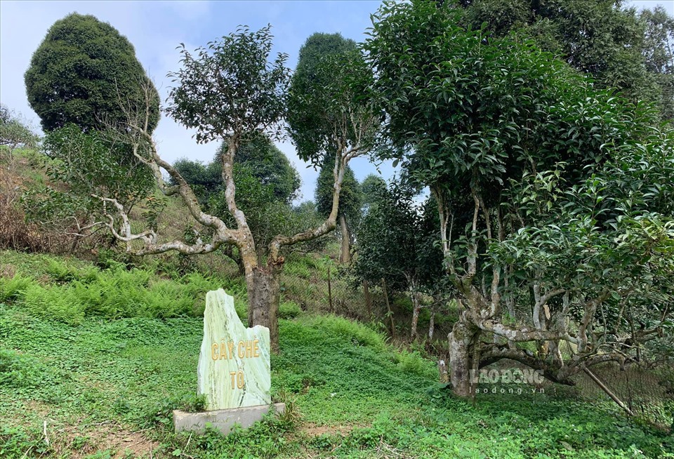 Nhiều gia đình cũng có thể lựa chọn không gian yên bình, tĩnh lặng, thưởng trà trên đỉnh Suối Giàng tại Văn Chấn, thăm các gốc cây Chè cổ thụ 300 – 400 tuổi.
