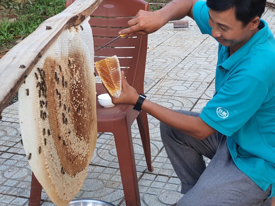 Khai thác mật ong rừng U Minh Hạ, Cà Mau. Ảnh: Nhật Hồ