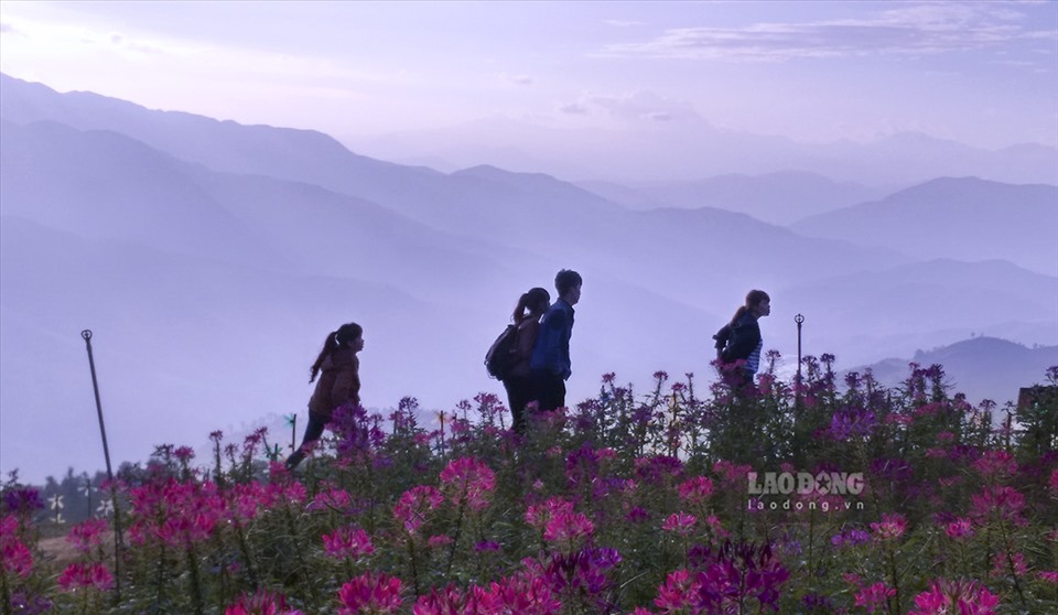 Khi lạc vào rừng hoa trên đỉnh Đèo Pha Đin, ngay cả những du khách đến từ Đà Lạt - nơi được coi là “xứ sở của các loài hoa” cũng không khỏi ngỡ ngàng...