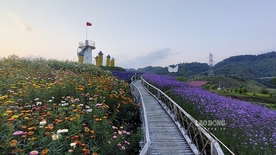 Vì vậy đến nay, khu vực đỉnh Đèo Pha Đin đã có gần chục “rừng hoa” và trở thành điểm đến không thể bỏ qua đối với nhiều du khách khi đến du lịch Tây Bắc.